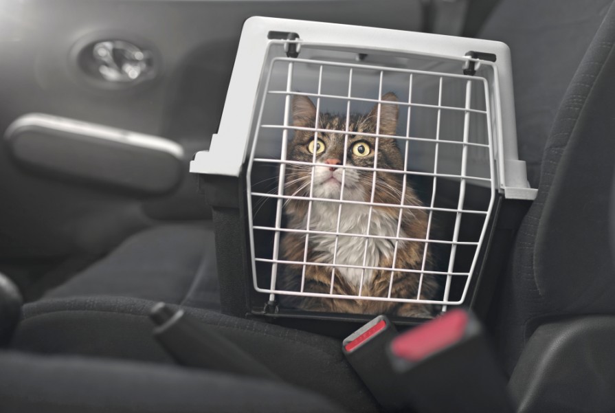 Covoiturage : quelles sont les conditions pour transporter un chat en voiture ?